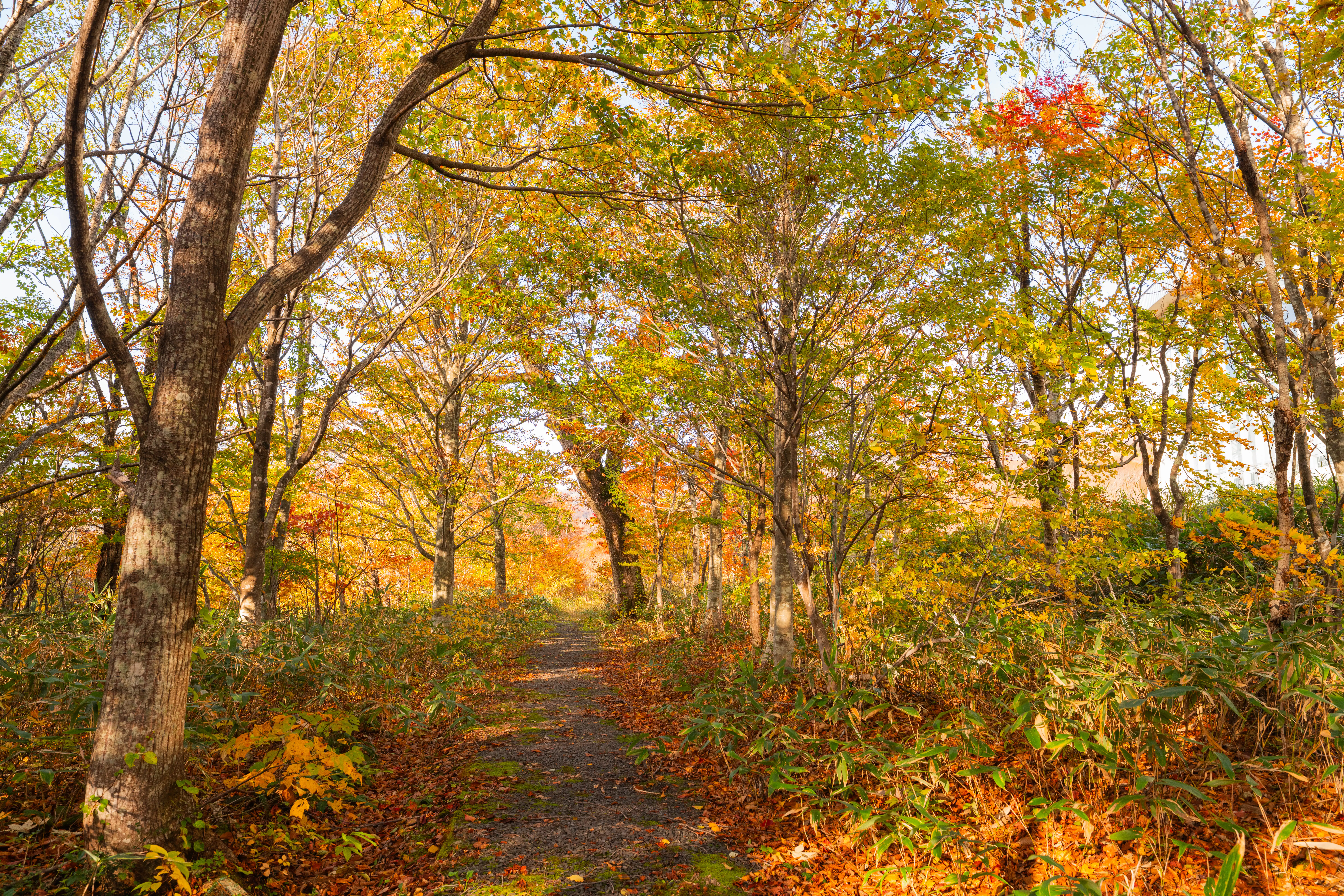 栗駒山トレッキング